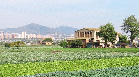 Where have all the farmers gone? Spatial–temporal transformations of peri-urban agriculture in the Metropolitan Area of Barcelona